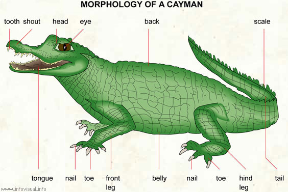 Cayman  (Visual Dictionary)